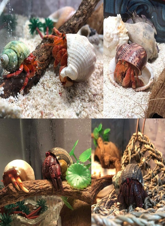 SINKOO Hermit Crab Shells Large Sea Shells 6PCS Growth Turbo Seashells 1"-2" Openning Size(2.3"-3.5") - Image 4